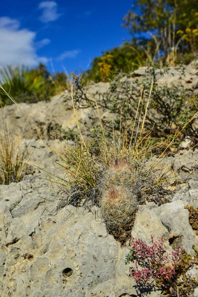 Kakteen Und Andere Wüstenpflanzen Wachsen Zwischen Steinen Einer Berglandschaft New — Stockfoto