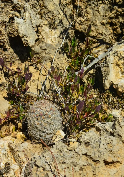 Κάκτοι Και Άλλα Φυτά Της Ερήμου Αναπτύσσονται Ανάμεσα Πέτρες Ένα — Φωτογραφία Αρχείου