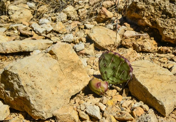 Opuntia kaktüsü ve diğer çöl bitkileri New Mexico, ABD 'deki dağ manzarasında.