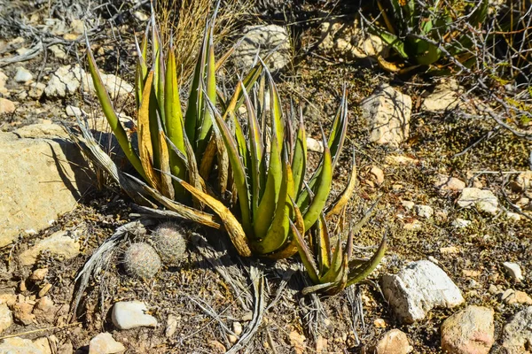 Agave, yucca, kaktüs ve çöl bitkileri New Mexico 'daki bir dağ vadisinde., 