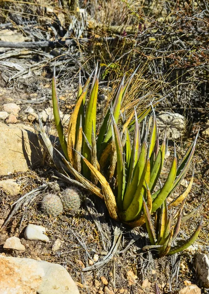 Agave, yucca, kaktüs ve çöl bitkileri New Mexico 'daki bir dağ vadisinde., 