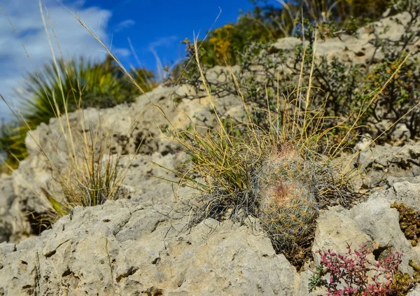 Kaktüs ve diğer çöl bitkileri New Mexico, ABD 'deki bir dağ manzarasında taşların arasında yetişir.