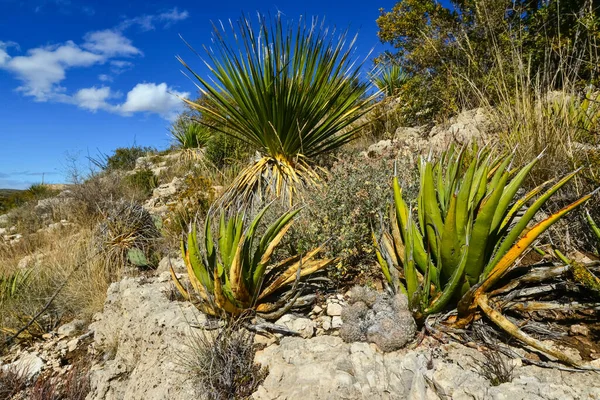 Agave, yucca, kaktüs ve çöl bitkileri New Mexico 'daki bir dağ vadisinde., 