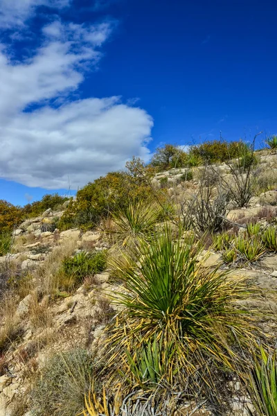 新墨西哥山区山谷景观中的Agave Yucca Cacti和沙漠植物 — 图库照片