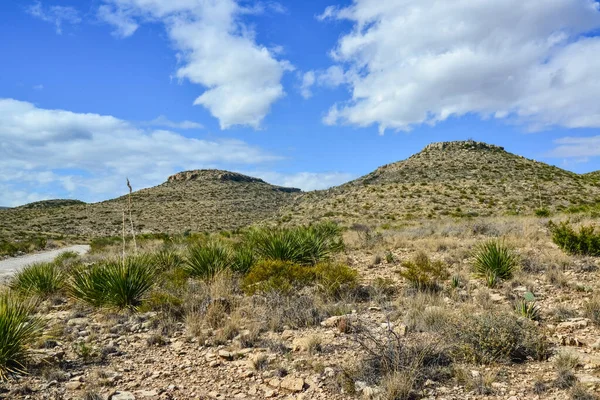 Agave, yucca, kaktüs ve çöl bitkileri New Mexico 'daki bir dağ vadisinde., 