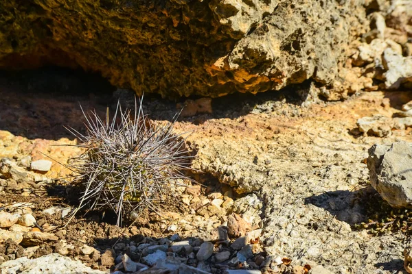 Kaktusy Echinocereus Opuntia Yucca Agawy Inne Pustynne Rośliny Krajobrazie Gór — Zdjęcie stockowe