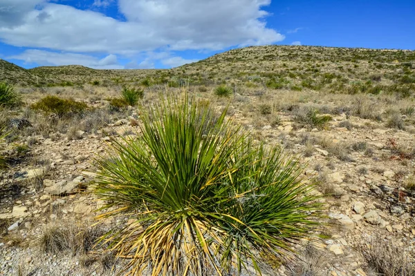 Agave, yucca, kaktüs ve çöl bitkileri New Mexico 'daki bir dağ vadisinde., 