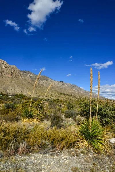 Agave, yucca, kaktüs ve çöl bitkileri New Mexico 'daki bir dağ vadisinde., 
