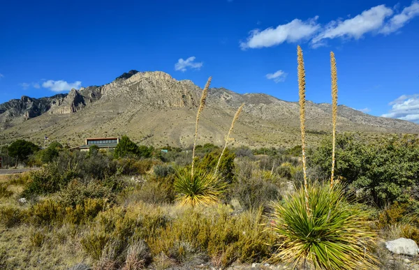 Agave, yucca, kaktüs ve çöl bitkileri New Mexico 'daki bir dağ vadisinde., 