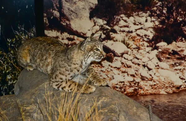 New Mexiko Usa November 2019 Ausgestopfte Wildtiere Einem Besucherzentrum Einem — Stockfoto