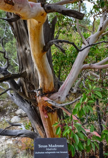 Novo México Eua Novembro 2019 Endêmica Árvore Texas Madrone Arbutus — Fotografia de Stock