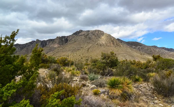 Kuru ağaç, kaktüs ve diğer çöl bitkileri Guadalupe Ulusal Parkı, New Mexico 'da koni şeklinde bir arazide.