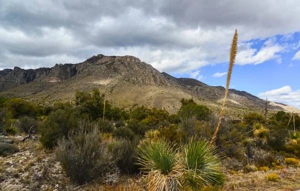 Agave, yucca, kaktüs ve çöl bitkileri New Mexico 'daki bir dağ vadisinde., 