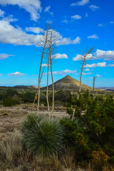 Agave, yucca, kaktüs ve çöl bitkileri New Mexico 'daki bir dağ vadisinde., 