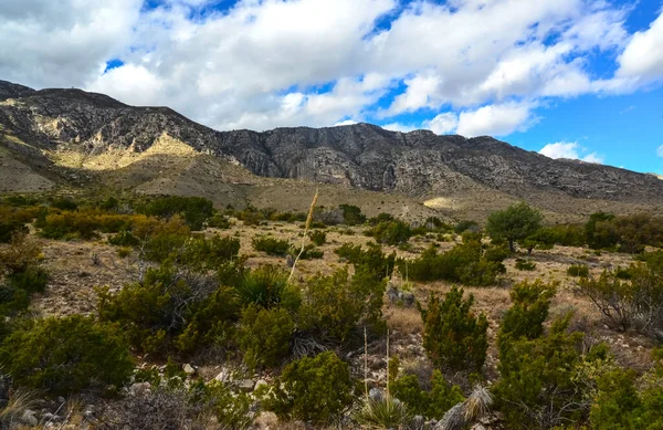 Agave, yucca, kaktüs ve çöl bitkileri New Mexico 'daki bir dağ vadisinde., 