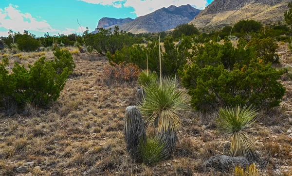 Agave, yucca, kaktüs ve çöl bitkileri New Mexico 'daki bir dağ vadisinde., 