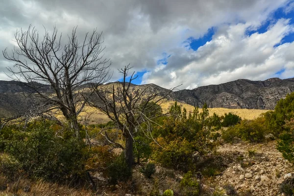 Suche Drzewo Pierwszym Planie Agawa Yucca Kaktusy Pustynne Rośliny Górskim — Zdjęcie stockowe