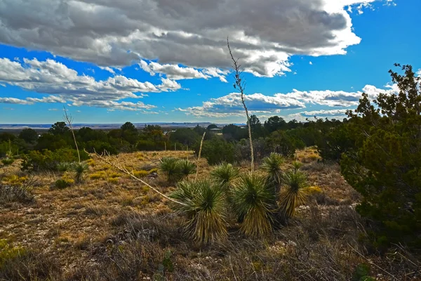 Agave, yucca, kaktüs ve çöl bitkileri New Mexico 'daki bir dağ vadisinde., 