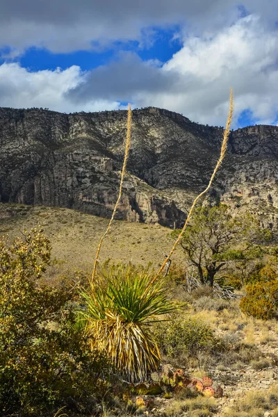 新墨西哥山区山谷景观中的Agave Yucca Cacti和沙漠植物 — 图库照片