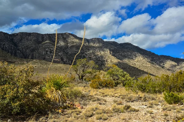 Agave, yucca, kaktüs ve çöl bitkileri New Mexico 'daki bir dağ vadisinde., 