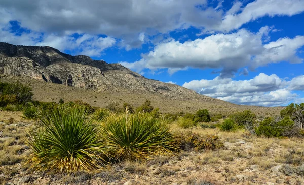 Agave, yucca, kaktüs ve çöl bitkileri New Mexico 'daki bir dağ vadisinde., 