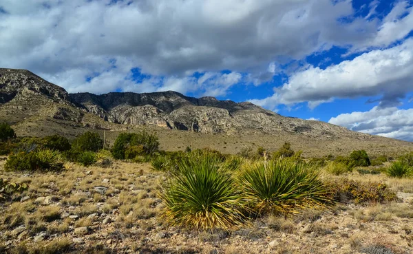 Agave, yucca, kaktüs ve çöl bitkileri New Mexico 'daki bir dağ vadisinde., 