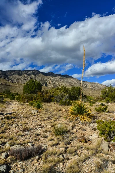 Agave, yucca, kaktüs ve çöl bitkileri New Mexico 'daki bir dağ vadisinde., 