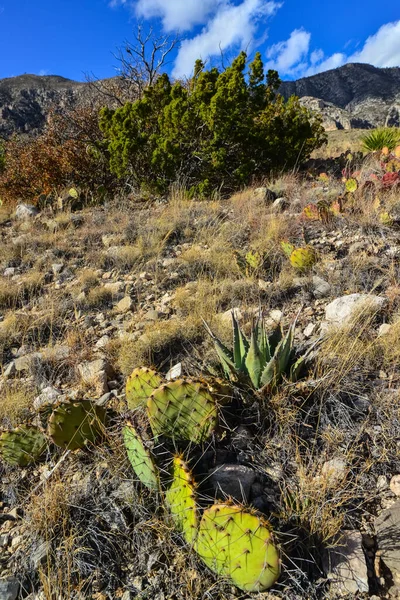 Opuntia Cacti Και Άλλα Φυτά Της Ερήμου Στο Ορεινό Τοπίο — Φωτογραφία Αρχείου