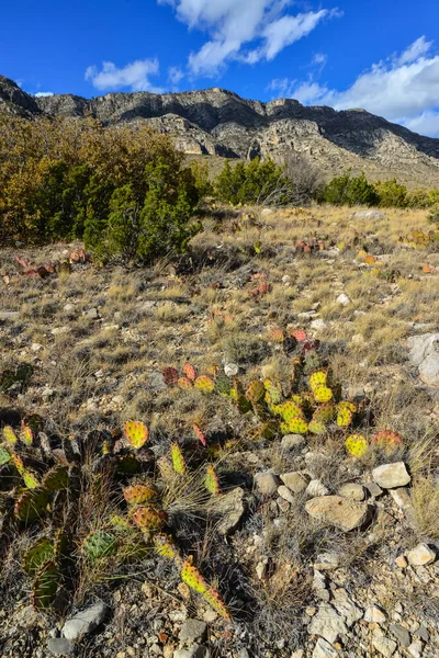 Opuntia kaktüsü ve diğer çöl bitkileri New Mexico, ABD 'deki dağ manzarasında.