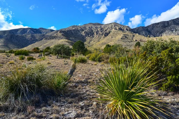 Agave, yucca, kaktüs ve çöl bitkileri New Mexico 'daki bir dağ vadisinde., 
