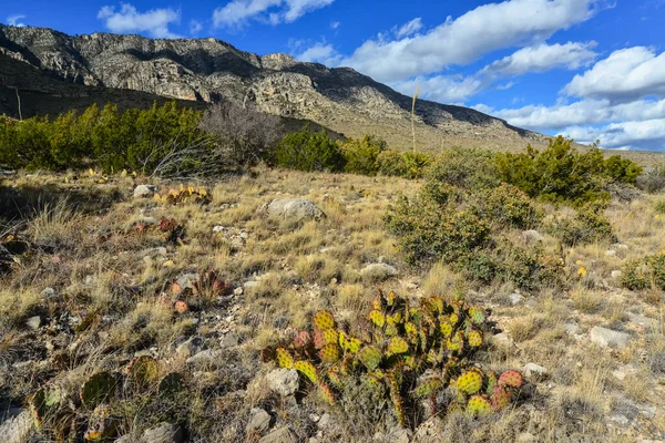Opuntia kaktüsü ve diğer çöl bitkileri New Mexico, ABD 'deki dağ manzarasında.