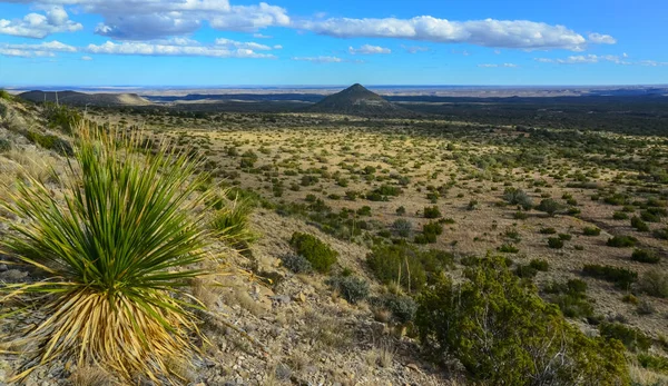 Agave, yucca, kaktüs ve çöl bitkileri New Mexico 'daki bir dağ vadisinde., 