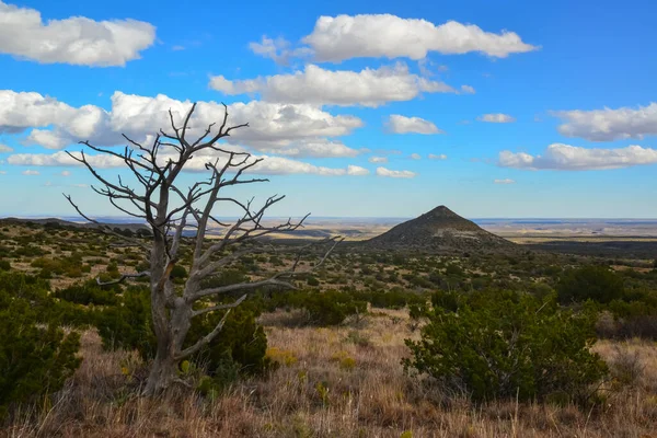 Kuru ağaç, kaktüs ve diğer çöl bitkileri Guadalupe Ulusal Parkı, New Mexico 'da koni şeklinde bir arazide.