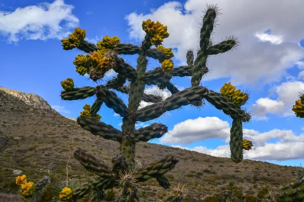 Kaktüs Ağacı cholla (Cylindropuntia imbricata) New Mexico, ABD 'de bir dağ manzarasında mavi gökyüzüne karşı