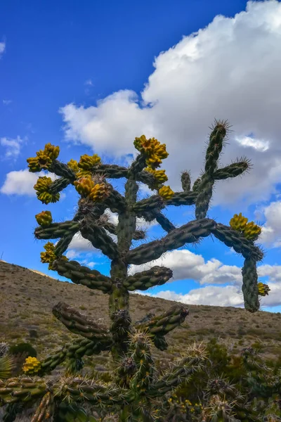 Kaktüs Ağacı cholla (Cylindropuntia imbricata) New Mexico, ABD 'de bir dağ manzarasında mavi gökyüzüne karşı