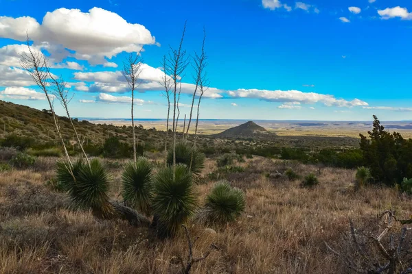 Адав Юка Кактуси Пустельні Рослини Гірській Долині Нью Мексико — стокове фото