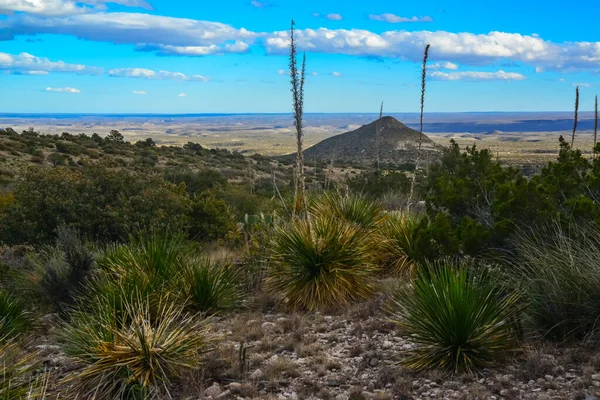 Agave Yucca Kaktuszok Sivatagi Növények Egy Hegyi Völgyben Táj Mexikóban — Stock Fotó