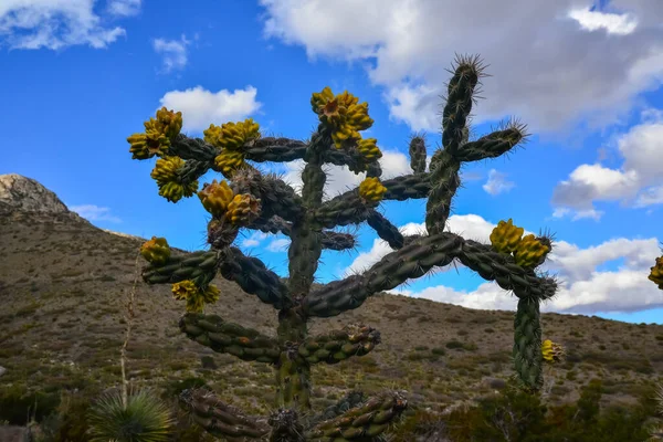 Cactus Tree Cholla Cylindropuntia Imbricata Contre Ciel Bleu Dans Paysage — Photo