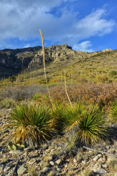 Agave, yucca, kaktüs ve çöl bitkileri New Mexico 'daki bir dağ vadisinde., 