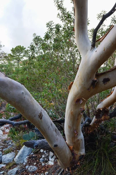 Endêmica Árvore Texas Madrone Arbutus Xelapensis Uma Paisagem Montanhosa Novo — Fotografia de Stock