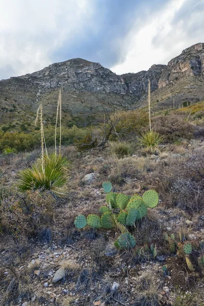Agave, yucca, kaktüs ve çöl bitkileri New Mexico 'daki bir dağ vadisinde., 