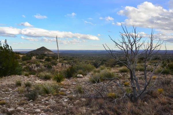 Kuru ağaç, kaktüs ve diğer çöl bitkileri Guadalupe Ulusal Parkı, New Mexico 'da koni şeklinde bir arazide.