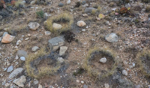 Piante Erbacee Crescono Cerchio Nelle Montagne Guadalupe Nel Nuovo Messico — Foto Stock