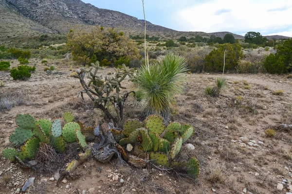 Opuntia Kakteen Und Andere Wüstenpflanzen Der Berglandschaft Von New Mexico — Stockfoto