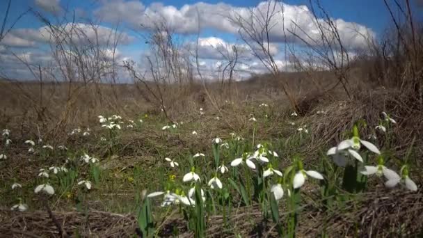 Vita Blommande Snödroppar Sluttningen Flodmynningen Ukraina — Stockvideo