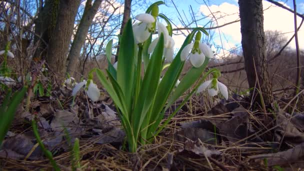 Vita Blommande Snödroppar Sluttningen Flodmynningen Ukraina — Stockvideo
