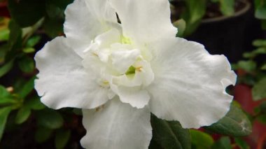Bir serada, tropikal bir bitkinin (Azalea Indica) beyaz çiçekleri. Motorlu bebek kaydırma görüntüsü.