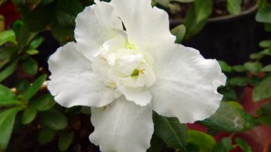 Bir serada, tropikal bir bitkinin (Azalea Indica) beyaz çiçekleri. Motorlu bebek kaydırma görüntüsü.