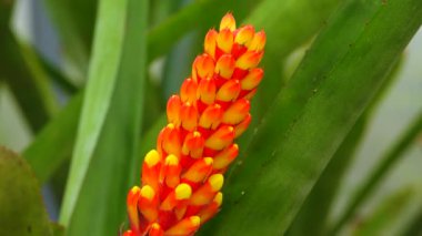 Tropikal bir bitkinin kırmızı-sarı infloresansı (Aechmea sp.) Bir serada. Motorlu bebek kaydırma görüntüsü.