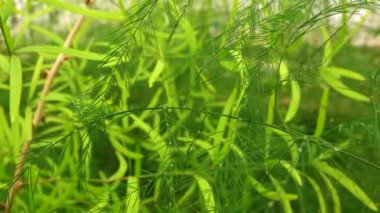 Seradaki kuşkonmaz bitkisinin yaprakları. Motorlu bebek kaydırma görüntüsü.